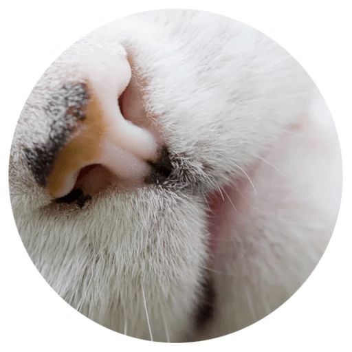 Sticker “Cat Tenderness-12”