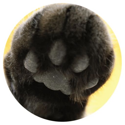 Sticker “Cat Tenderness-2”