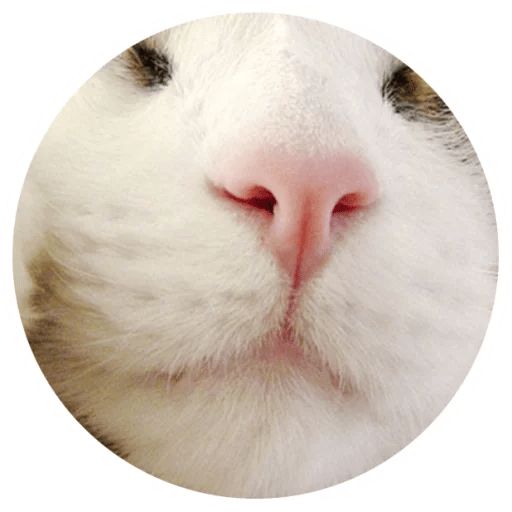 Sticker “Cat Tenderness-3”