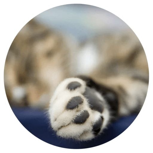 Sticker “Cat Tenderness-4”