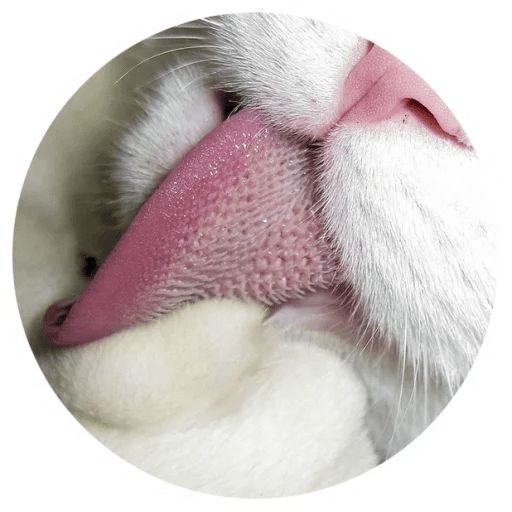 Sticker “Cat Tenderness-5”