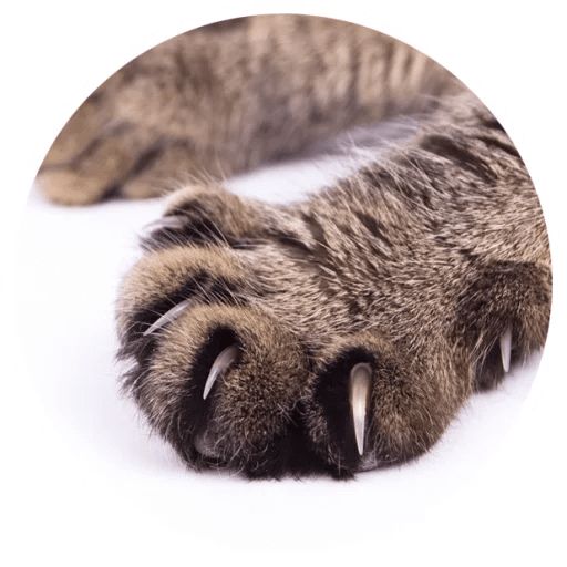 Sticker “Cat Tenderness-6”