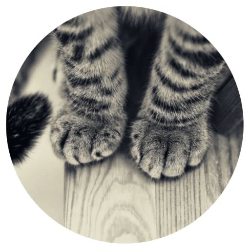 Sticker “Cat Tenderness-7”