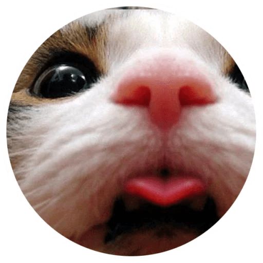 Sticker “Cat Tenderness-8”