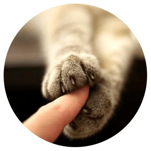 Sticker “Cat Tenderness-9”