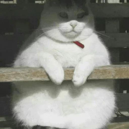 Sticker “Cats Rule the World-11”