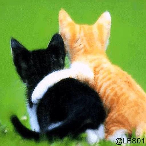 Sticker “Cats Rule the World-3”