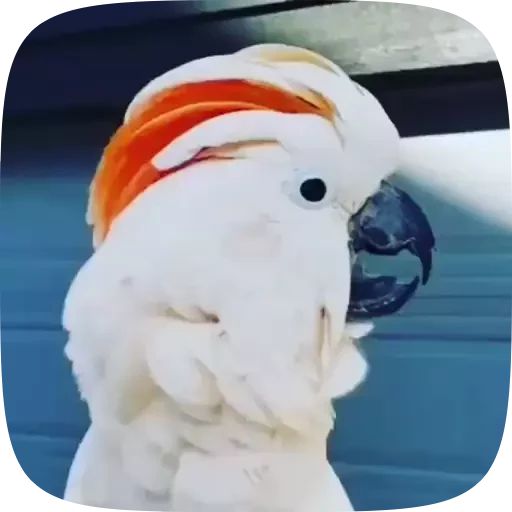 Sticker “Funny Parrots Video-1”