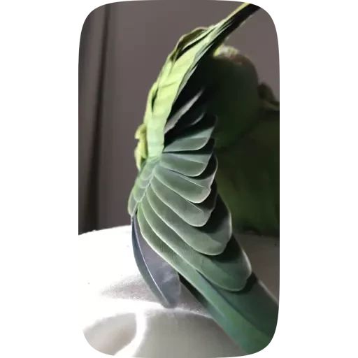 Sticker “Funny Parrots Video-10”