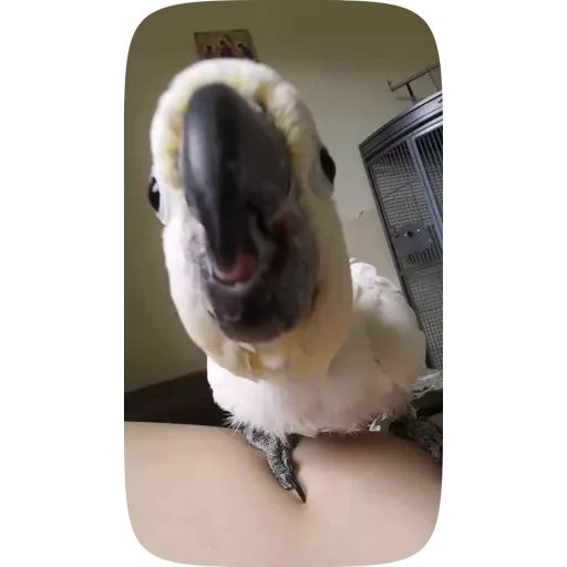 Sticker “Funny Parrots Video-11”