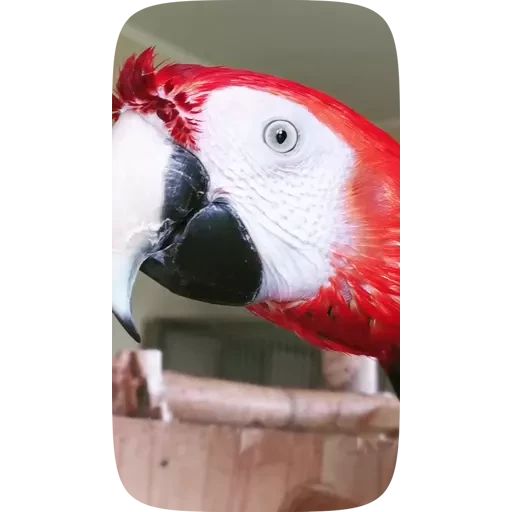 Sticker “Funny Parrots Video-12”