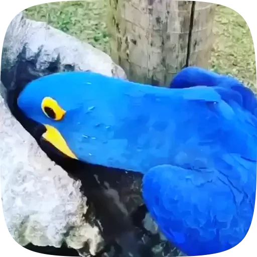 Sticker “Funny Parrots Video-2”