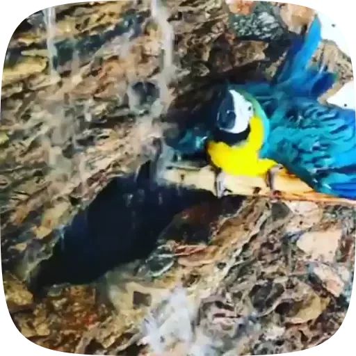 Sticker “Funny Parrots Video-3”