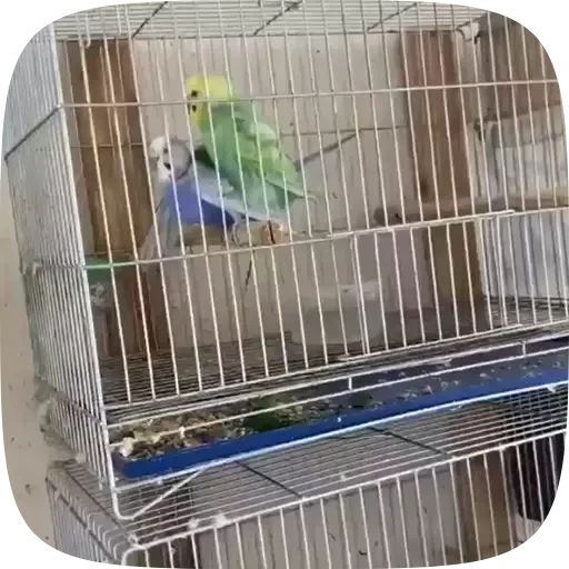 Sticker “Funny Parrots Video-5”