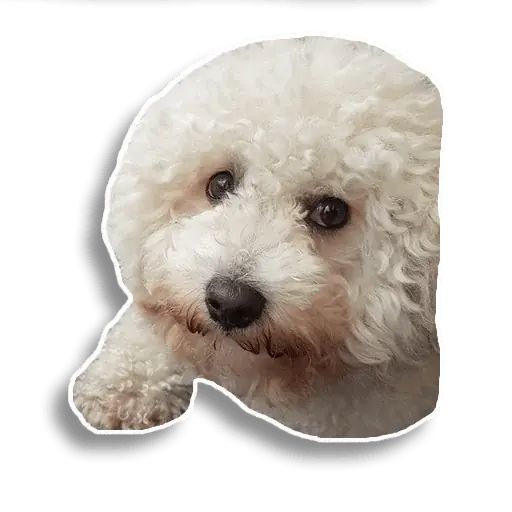 Sticker “Caesar-1”