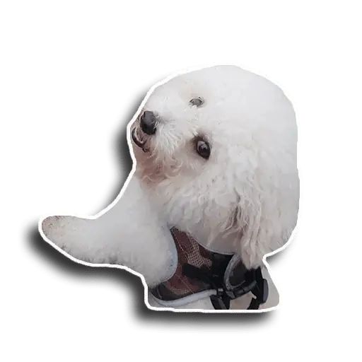 Sticker “Caesar-12”