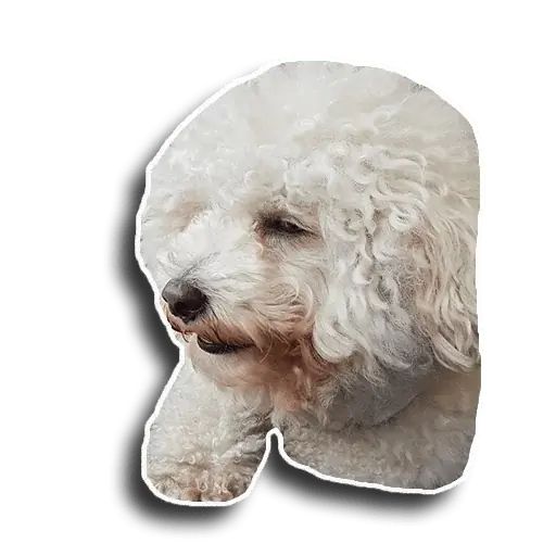 Sticker “Caesar-4”