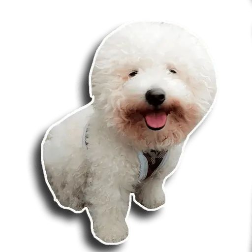 Sticker “Caesar-9”
