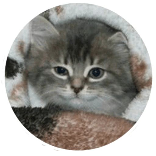 Sticker “Kitties-1”