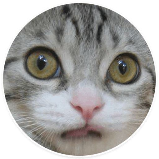 Sticker “Kitties-2”