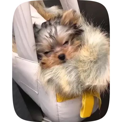 Sticker “Dogs Videostickers-2”