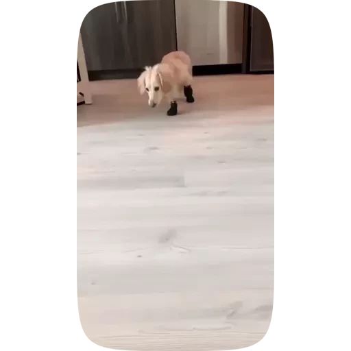 Sticker “Dogs Videostickers-4”