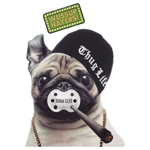 Sticker “Pugs-12”