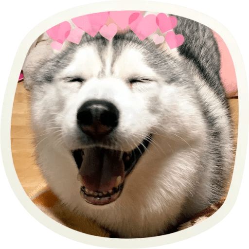 Sticker “Very cute doggies-1”