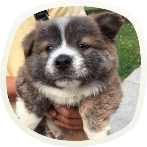 Sticker “Very cute doggies-10”