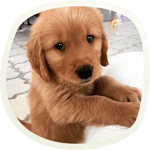 Sticker “Very cute doggies-2”
