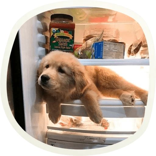 Sticker “Very cute doggies-3”