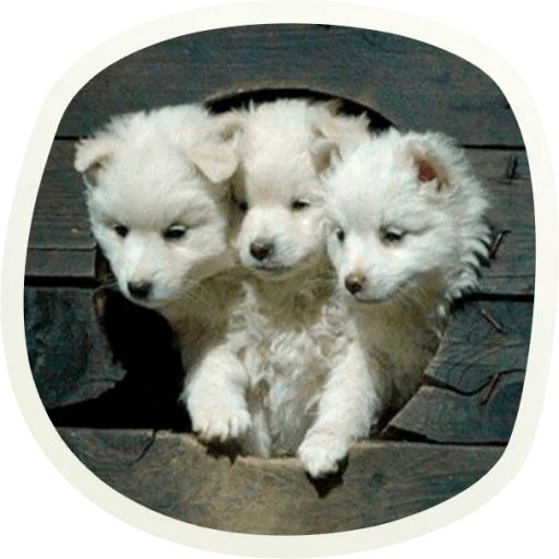 Sticker “Very cute doggies-5”