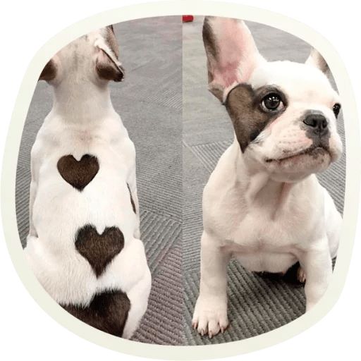 Sticker “Very cute doggies-6”