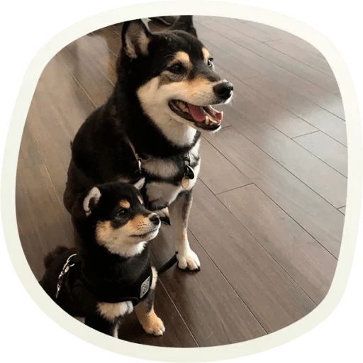 Sticker “Very cute doggies-7”