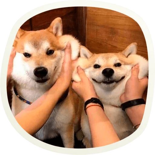 Sticker “Very cute doggies-8”