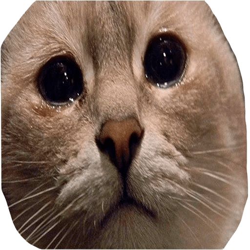 Sticker “Sad cats-2”