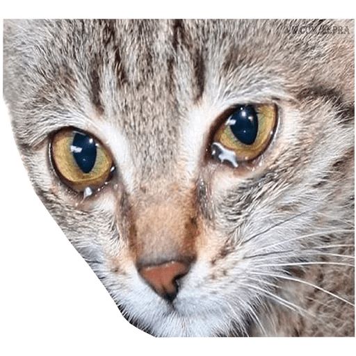 Sticker “Sad cats-4”