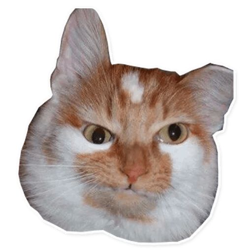 Sticker “Retarded Cats-11”