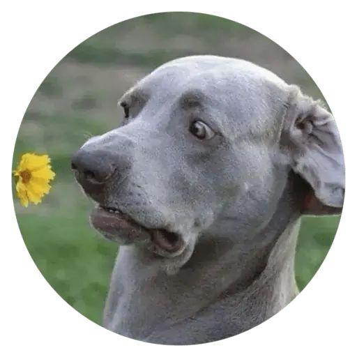 Sticker “Stupids Dogs-1”