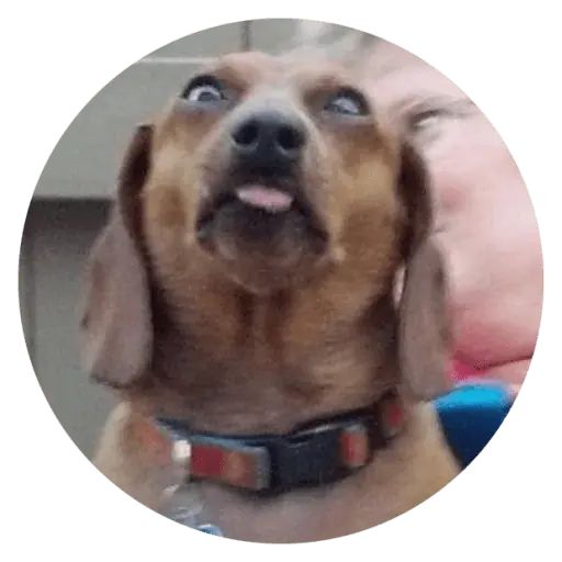 Sticker “Stupids Dogs-10”