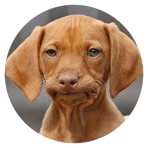 Sticker “Stupids Dogs-11”