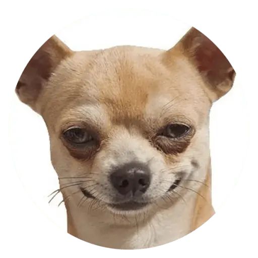 Sticker “Stupids Dogs-12”