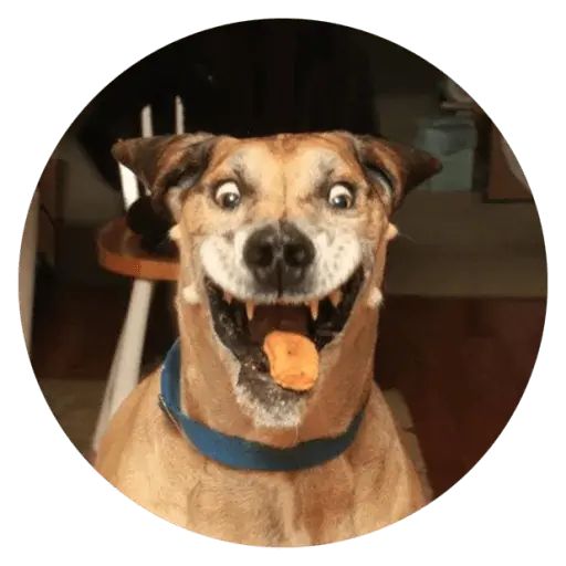 Sticker “Stupids Dogs-2”