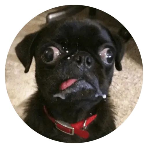 Sticker “Stupids Dogs-3”