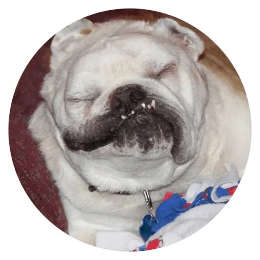 Sticker “Stupids Dogs-4”