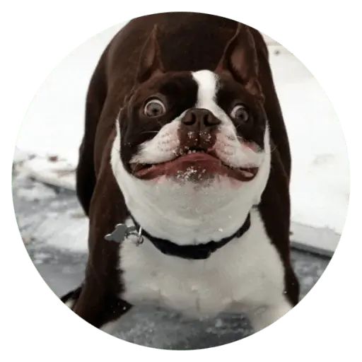 Sticker “Stupids Dogs-5”
