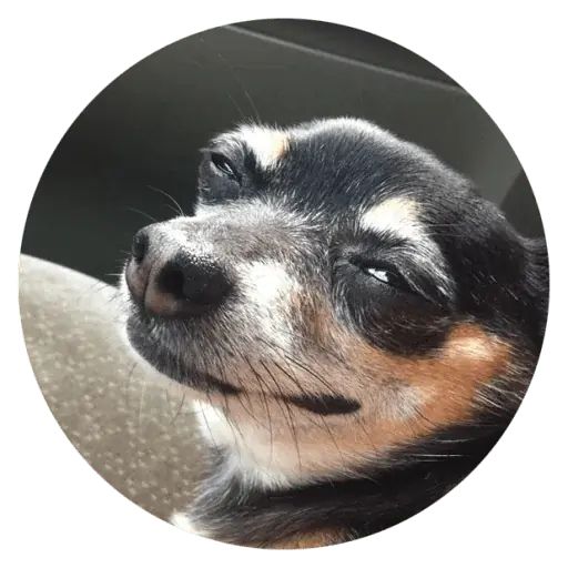 Sticker “Stupids Dogs-6”