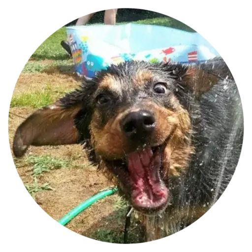 Sticker “Stupids Dogs-7”