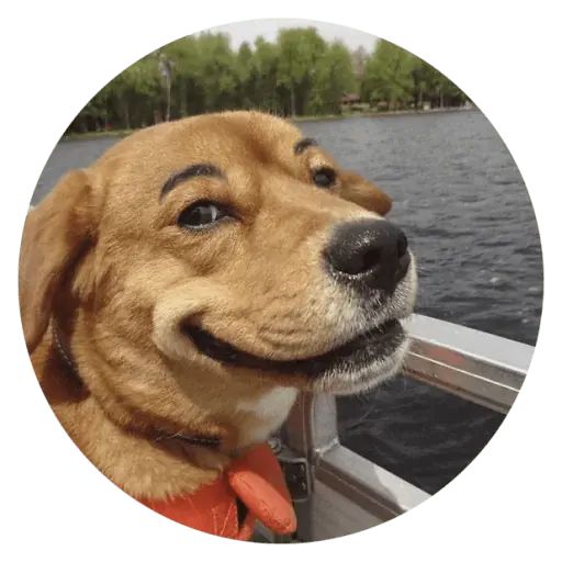 Sticker “Stupids Dogs-8”