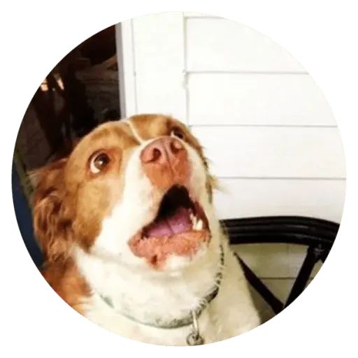 Sticker “Stupids Dogs-9”